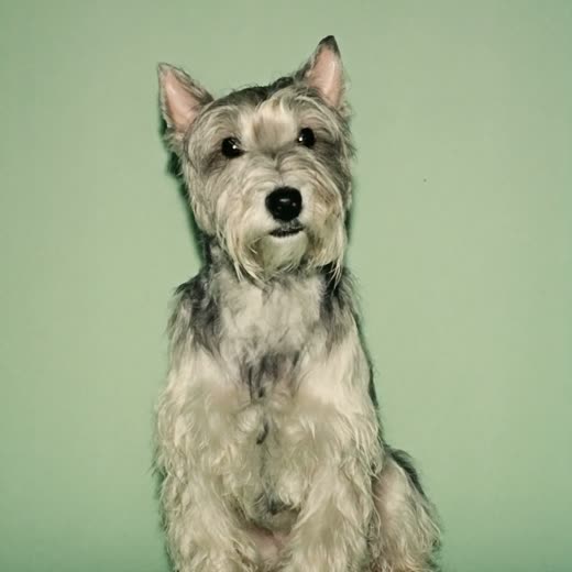 A small terrier being brushed