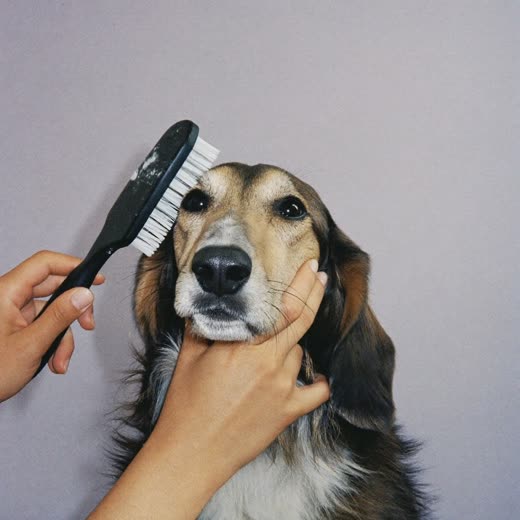 A dog's paw being held for a nail trim